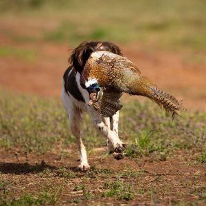 Pheasant Throw