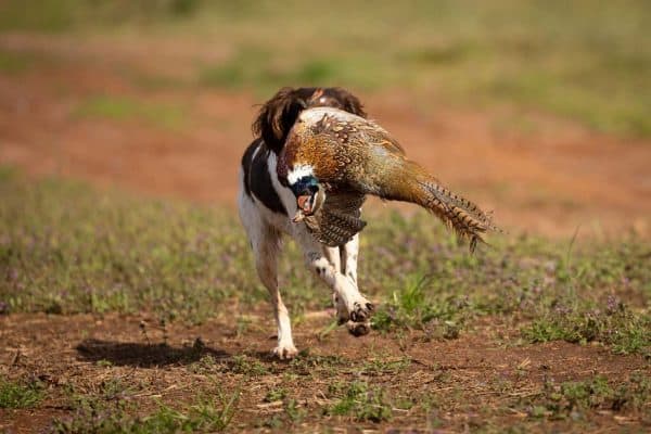 Pheasant Throw
